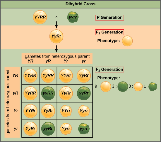 Dihybrid Cross Science Vision